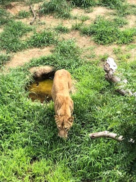 日立市かみね動物園に投稿された画像（2023/8/28）