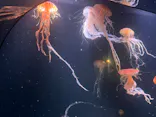 サンシャイン水族館に投稿された画像（2023/8/28）