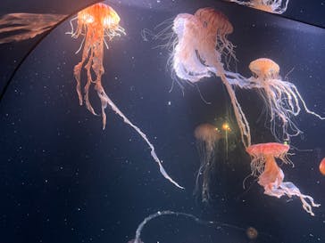 サンシャイン水族館に投稿された画像（2023/8/28）