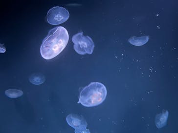 サンシャイン水族館に投稿された画像（2023/8/28）