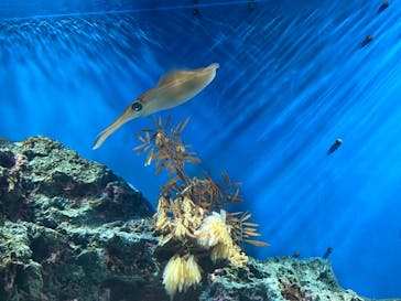 サンシャイン水族館に投稿された画像（2023/8/28）
