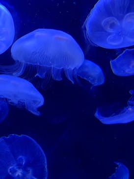 サンシャイン水族館に投稿された画像（2023/8/28）