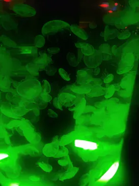 マクセル アクアパーク品川に投稿された画像（2023/8/28）