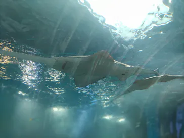 マクセル アクアパーク品川に投稿された画像（2023/8/28）