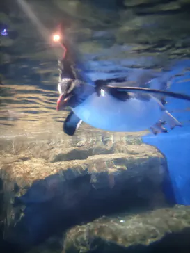 マクセル アクアパーク品川に投稿された画像（2023/8/28）