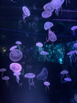 京都鉄道博物館×京都水族館に投稿された画像（2023/8/28）