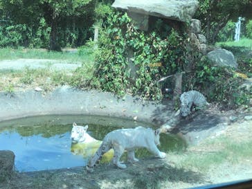 群馬サファリパークに投稿された画像（2023/8/28）