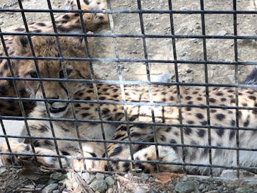 群馬サファリパークに投稿された画像（2023/8/28）