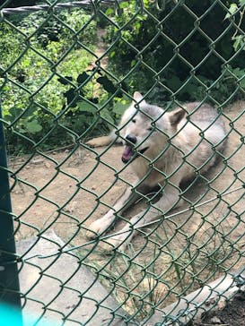 群馬サファリパークに投稿された画像（2023/8/28）