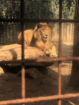 群馬サファリパークに投稿された画像（2023/8/28）