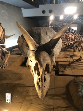 福井県立恐竜博物館に投稿された画像（2023/8/28）