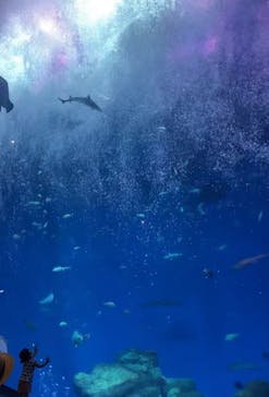 アクアワールド茨城県大洗水族館に投稿された画像（2023/8/28）