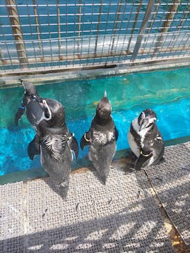 伊豆・三津シーパラダイスに投稿された画像（2023/8/28）