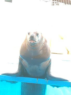 伊豆・三津シーパラダイスに投稿された画像（2023/8/28）