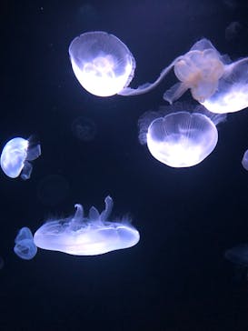 サンシャイン水族館に投稿された画像（2023/8/28）