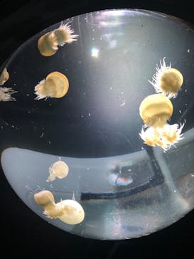 サンシャイン水族館に投稿された画像（2023/8/28）