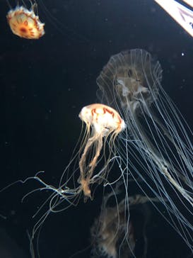 サンシャイン水族館に投稿された画像（2023/8/28）