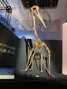DinoScience 恐竜科学博 2023@TOKYO MIDTOWNに投稿された画像（2023/8/28）
