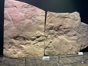 DinoScience 恐竜科学博 2023@TOKYO MIDTOWNに投稿された画像（2023/8/28）