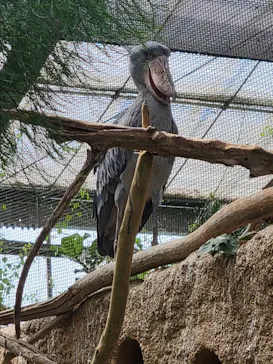 神戸どうぶつ王国に投稿された画像（2023/8/29）