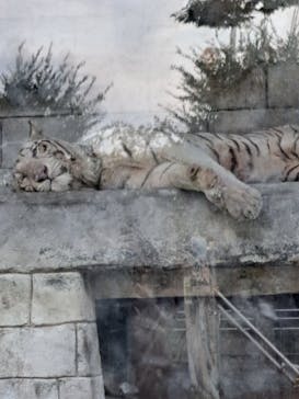 東武動物公園に投稿された画像（2023/8/29）
