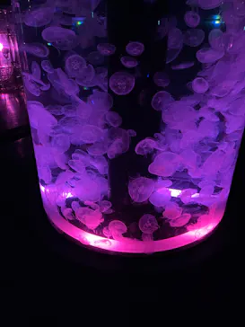 マクセル アクアパーク品川に投稿された画像（2023/8/29）