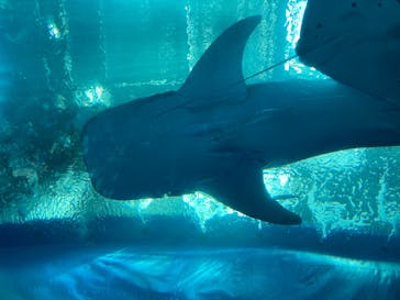 沖縄美ら海水族館に投稿された画像（2023/8/29）