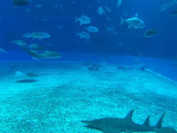 沖縄美ら海水族館に投稿された画像（2023/8/29）
