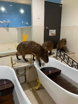 アニタッチアクアシティお台場に投稿された画像（2023/8/29）