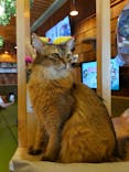 猫カフェモカ　秋葉原店に投稿された画像（2023/8/29）