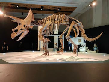 DinoScience 恐竜科学博 2023@TOKYO MIDTOWNに投稿された画像（2023/8/29）