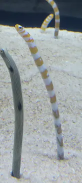 すみだ水族館に投稿された画像（2023/8/29）