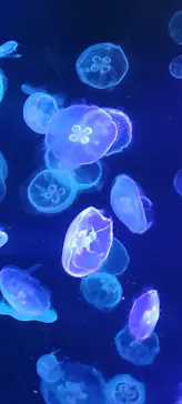 すみだ水族館に投稿された画像（2023/8/29）