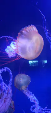 すみだ水族館に投稿された画像（2023/8/29）