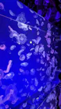 名古屋港水族館に投稿された画像（2023/8/29）