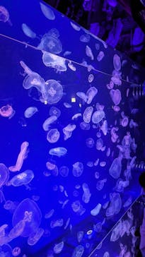 名古屋港水族館に投稿された画像（2023/8/29）