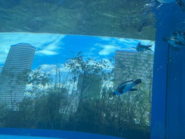 サンシャイン水族館に投稿された画像（2023/8/29）
