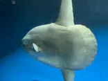 サンシャイン水族館に投稿された画像（2023/8/29）