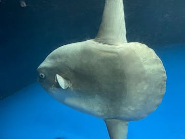 サンシャイン水族館に投稿された画像（2023/8/29）
