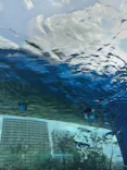 サンシャイン水族館に投稿された画像（2023/8/29）
