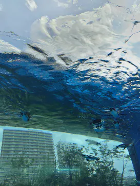 サンシャイン水族館に投稿された画像（2023/8/29）