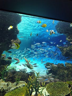 サンシャイン水族館に投稿された画像（2023/8/29）