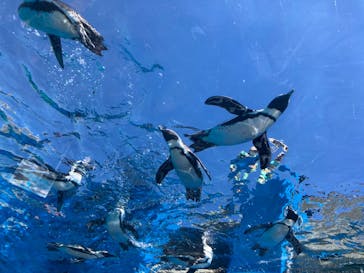 サンシャイン水族館に投稿された画像（2023/8/29）