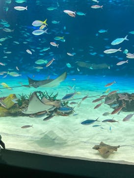 サンシャイン水族館に投稿された画像（2023/8/29）
