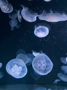 サンシャイン水族館に投稿された画像（2023/8/29）