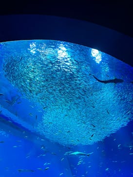 アクアワールド茨城県大洗水族館に投稿された画像（2023/8/29）