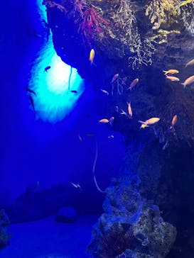 アクアワールド茨城県大洗水族館に投稿された画像（2023/8/29）