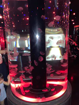 マクセル アクアパーク品川に投稿された画像（2023/8/29）