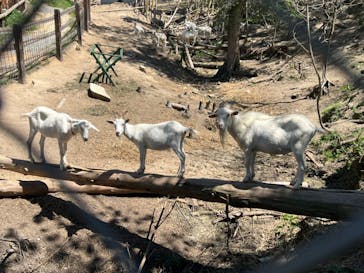 しろとり動物園に投稿された画像（2023/8/29）