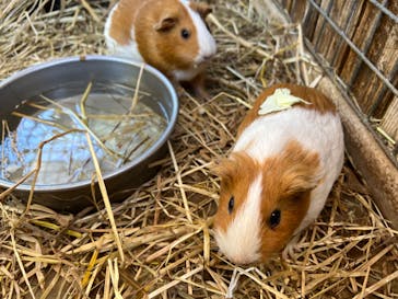 しろとり動物園に投稿された画像（2023/8/29）